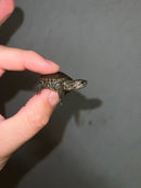 Concentric Diamondback Terrapin 2023 (Malaclemys terrapin)
