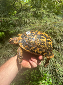 Libyan Greek Tortoise Adult Female