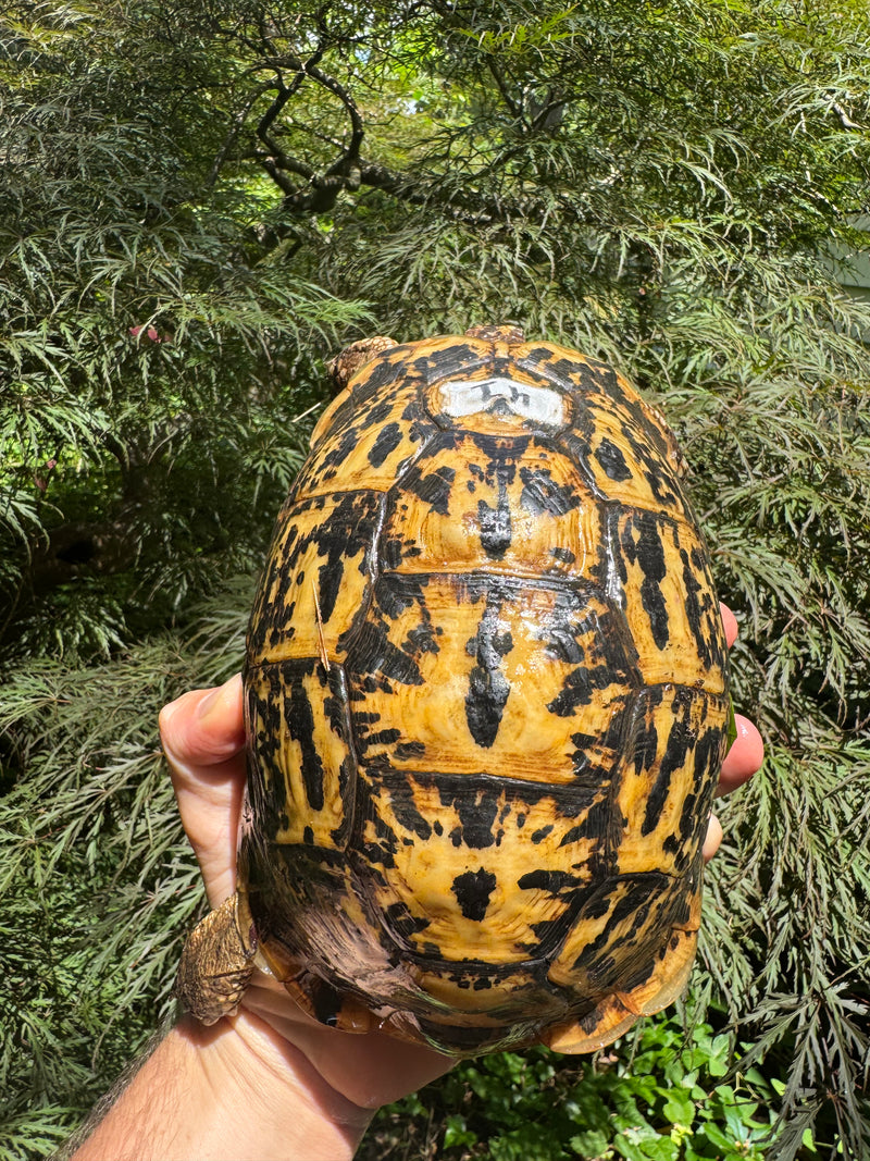 Libyan Greek Tortoise Adult Female