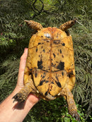 Libyan Greek Tortoise Adult Female