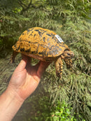 Libyan Greek Tortoise Adult Female