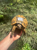 Libyan Greek Tortoise Adult Female