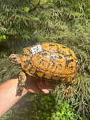 Libyan Greek Tortoise Adult Female