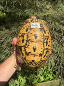 Libyan Greek Tortoise Adult Female