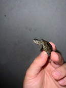 Concentric Diamondback Terrapin 2023 (Malaclemys terrapin)