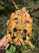 Libyan Greek Tortoise Adult Female