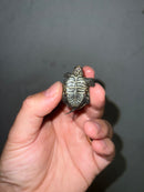 Concentric Diamondback Terrapin 2023 (Malaclemys terrapin)