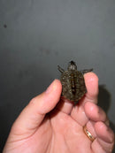 Concentric Diamondback Terrapin 2023 (Malaclemys terrapin)