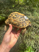 Libyan Greek Tortoise Adult Female