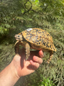 Libyan Greek Tortoise Adult Female
