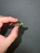 Concentric Diamondback Terrapin 2023 (Malaclemys terrapin)