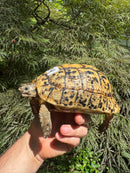 Libyan Greek Tortoise Adult Female