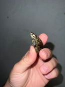 Concentric Diamondback Terrapin 2023 (Malaclemys terrapin)
