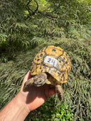 Libyan Greek Tortoise Adult Female