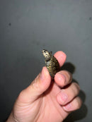 Concentric Diamondback Terrapin 2023 (Malaclemys terrapin)