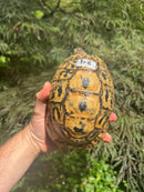 Libyan Greek Tortoise Adult Female