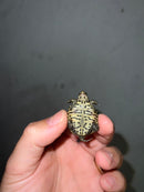 Concentric Diamondback Terrapin 2023 (Malaclemys terrapin)