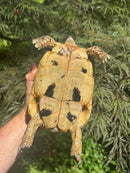 Libyan Greek Tortoise Adult Female