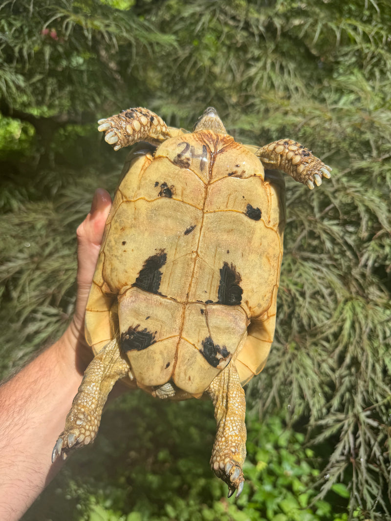 Libyan Greek Tortoise Adult Female