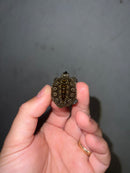 Concentric Diamondback Terrapin 2023 (Malaclemys terrapin)