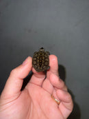 Concentric Diamondback Terrapin 2023 (Malaclemys terrapin)