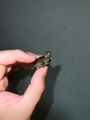 Concentric Diamondback Terrapin 2023 (Malaclemys terrapin)