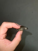 Concentric Diamondback Terrapin 2023 (Malaclemys terrapin)