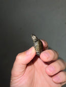 Concentric Diamondback Terrapin 2023 (Malaclemys terrapin)