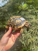Libyan Greek Tortoise Adult Female