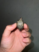 Concentric Diamondback Terrapin 2023 (Malaclemys terrapin)