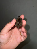 Concentric Diamondback Terrapin 2023 (Malaclemys terrapin)