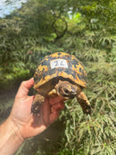 Libyan Greek Tortoise Adult Female