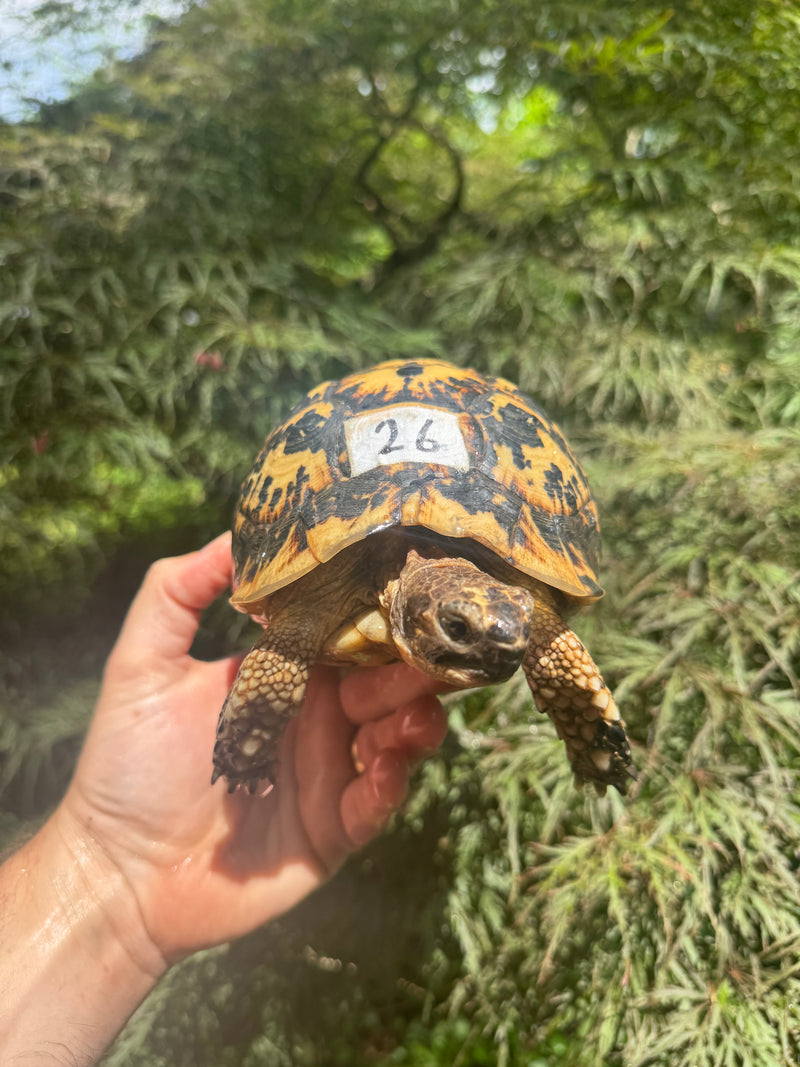 Libyan Greek Tortoise Adult Female