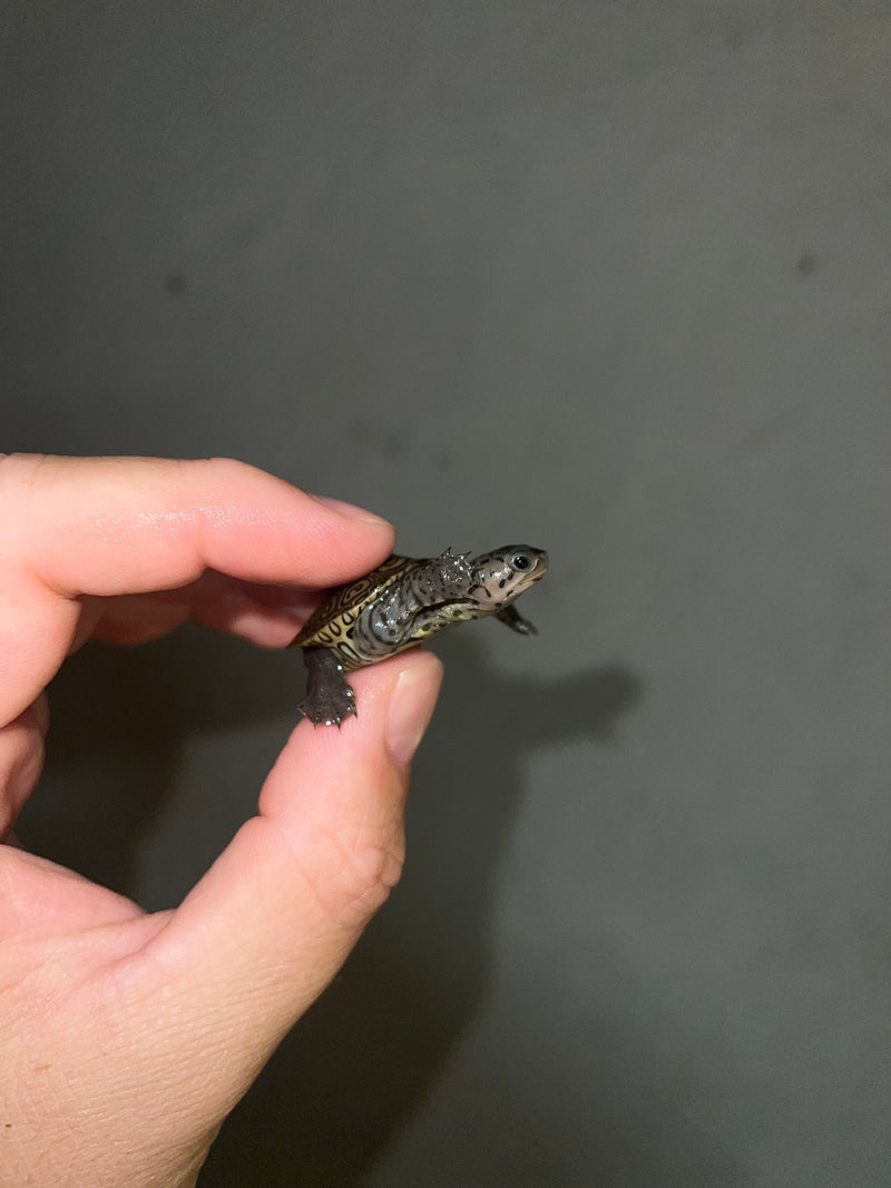 Concentric Diamondback Terrapin 2023 (Malaclemys terrapin)