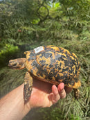 Libyan Greek Tortoise Adult Female