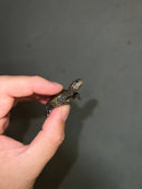 Concentric Diamondback Terrapin 2023 (Malaclemys terrapin)