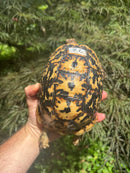 Libyan Greek Tortoise Adult Female