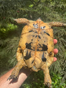 Libyan Greek Tortoise Adult Female
