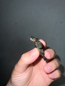 Concentric Diamondback Terrapin 2023 (Malaclemys terrapin)