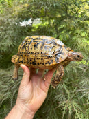 Libyan Greek Tortoise Adult Female