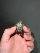 Concentric Diamondback Terrapin 2023 (Malaclemys terrapin)