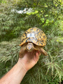 Libyan Greek Tortoise Adult Female