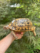Libyan Greek Tortoise Adult Female