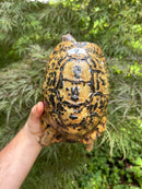 Libyan Greek Tortoise Adult Female