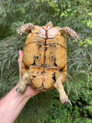 Libyan Greek Tortoise Adult Female