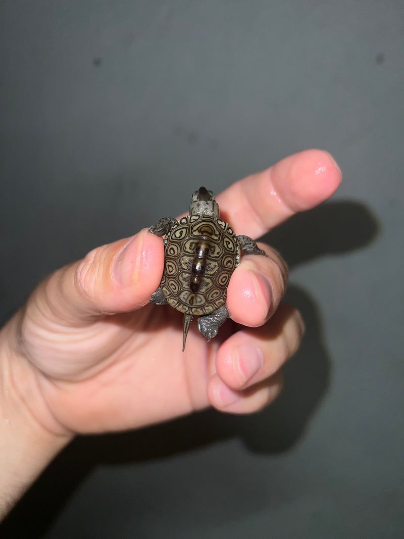 Concentric Diamondback Terrapin 2023 (Malaclemys terrapin)