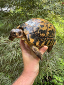 Libyan Greek Tortoise Adult Female