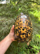 Libyan Greek Tortoise Adult Female