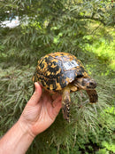 Libyan Greek Tortoise Adult Female