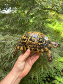 Libyan Greek Tortoise Adult Female